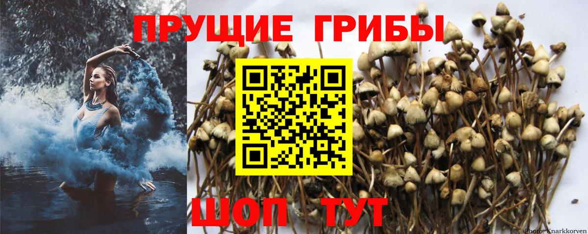 Псилоцибиновые грибы прущие грибы Братск